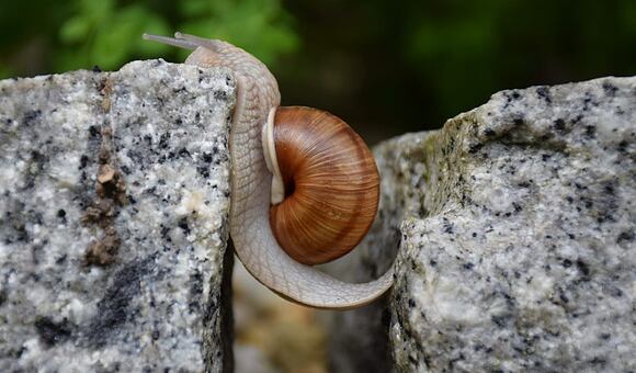 Šnečí sliz v italské BIO kosmetice