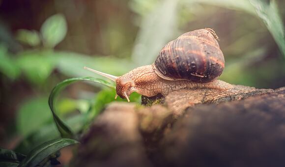 Šnečí sliz zázračně léčí akné