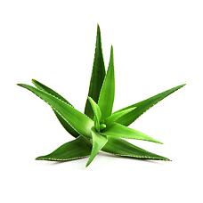 Aloe